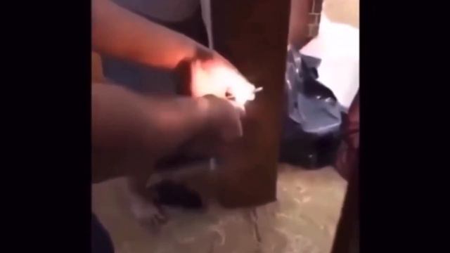 clean memes I watch with my dog смотреть онлайн