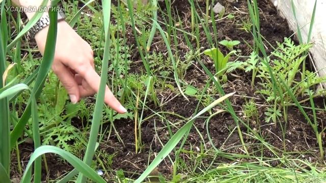 Всходы бульбочек чеснока смотреть онлайн