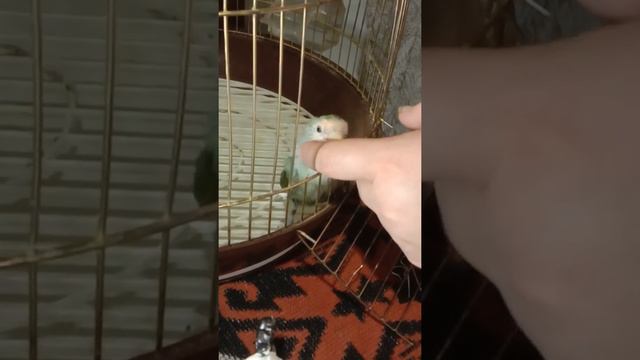 Няшный попугай-колобок смотреть онлайн