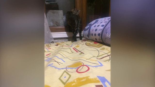 кошки смотрят в окно смотреть онлайн