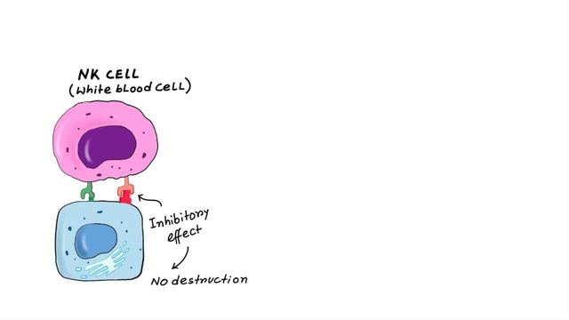 NK Cell (Natural Killer Cell) Simplified: How it kills virus infected cell смотреть онлайн