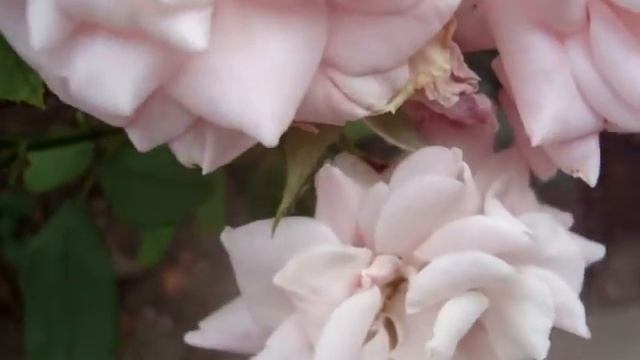 Роза сорта Гейша неприхотливые сорта роз смотреть онлайн