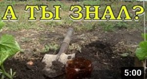 Прикорневой ПОЛИВ с помощью пластиковых бутылок???