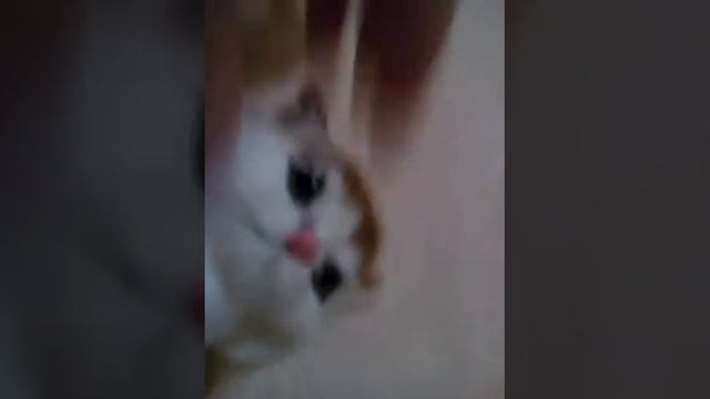 Кошечки!!!! Новая и давно у меня житая кошки (простите за такое слово) Ну приятного просмотра! смотреть онлайн