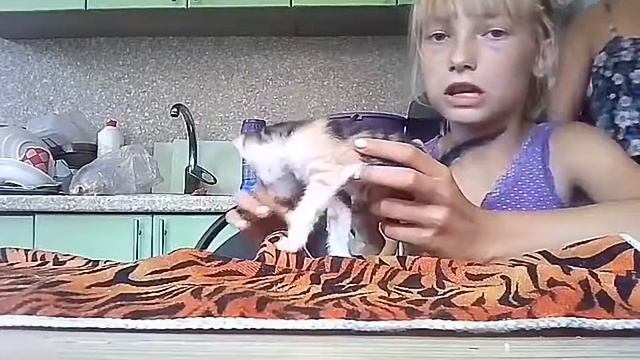 1.Навык: уход за бездомными животными смотреть онлайн