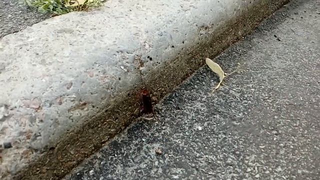 Огромный ТАРАКАН!!! смотреть онлайн