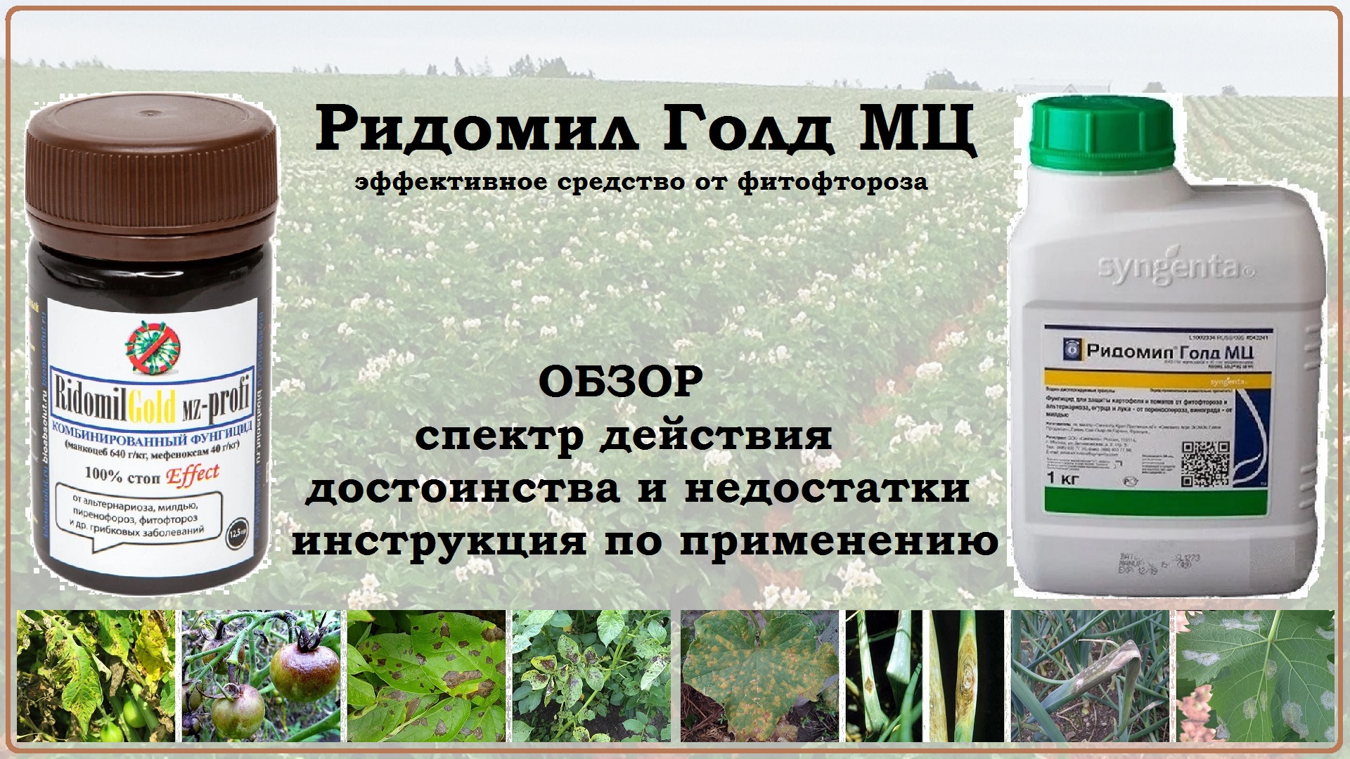 Ридомил Голд - прекрасное средство от фитофторы. Обзор фунгицида смотреть онлайн