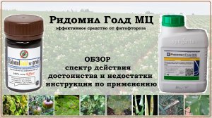 Ридомил Голд - прекрасное средство от фитофторы. Обзор фунгицида