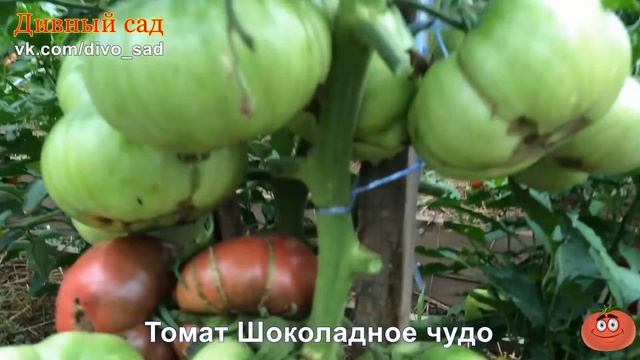 Томат Шоколадное чудо смотреть онлайн