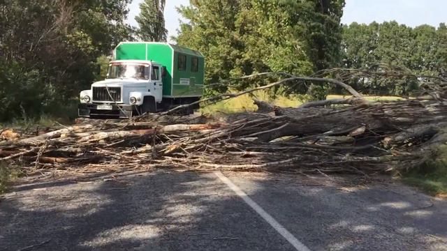 Дерево упало на дорогу. Часть 1 смотреть онлайн