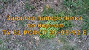 Как заготовить папоротник «Орляк». Рецепт засолки.