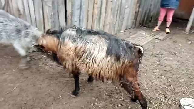 нубийский комолый козёл против зааненского комолого козла смотреть онлайн