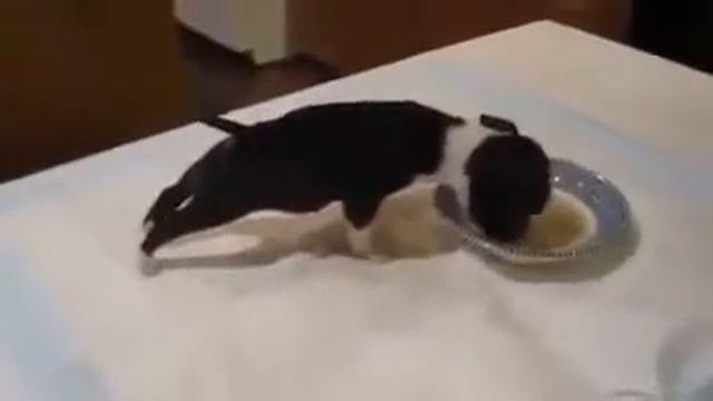 Я долго ржал Какой смешной щенок) смотреть онлайн