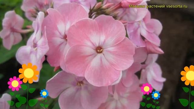 Флокс метельчатый Розовый сон. Краткий обзор, описание характеристик Phlox Paniculata Rozovyi Son