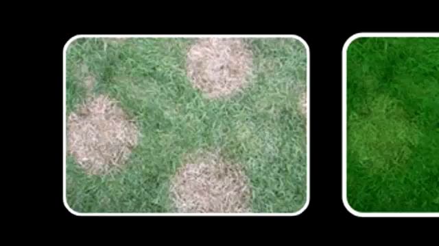 Verdoyeur Canada Green смотреть онлайн