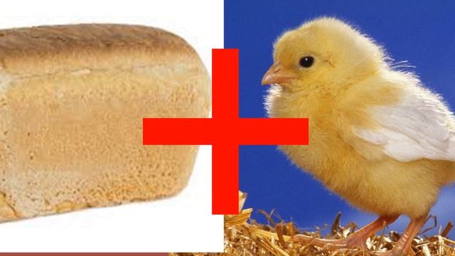 Можно ли цыплятам давать хлеб? смотреть онлайн