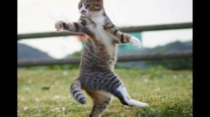 ОТРЫВАЕМ дверь без ключа #кот#рек