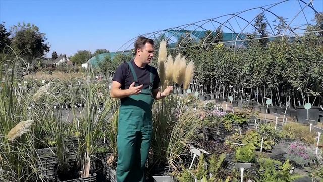 Ezüstös pampafű ezüstfehér (Cortaderia selloana 'Evita') смотреть онлайн