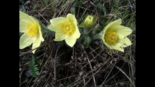 СОН-ТРАВА.wmv смотреть онлайн