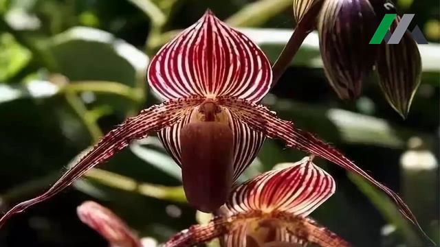 Top 10 Most Expensive Flowers In The World - Master Info Tv