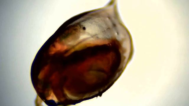 Ethanol 1 0 mg per mL 3 смотреть онлайн