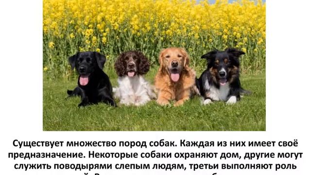 Происхождение и одомашнивание собак смотреть онлайн