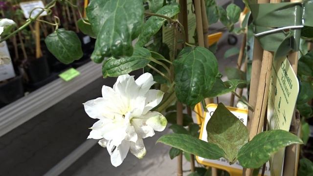 Clematis ´Kohana´ смотреть онлайн
