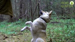 Западно сибирская Лайка - дрессировка / выполнение базовых команд