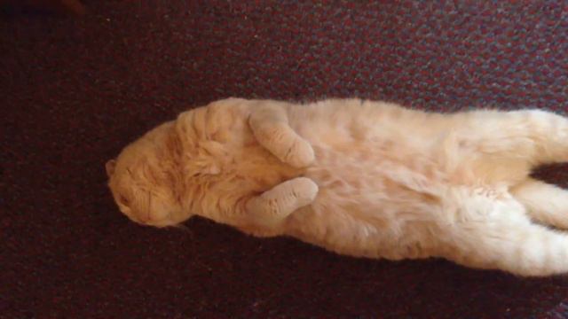 Самый послушный кот! смотреть онлайн