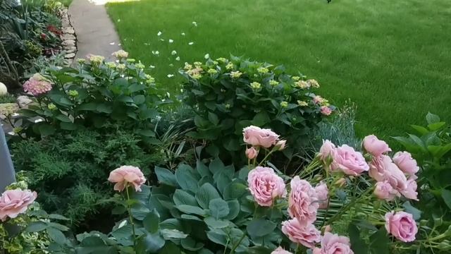 РОЗЫ И ГОРТЕНЗИИ. Воспоминания о лете 2019. смотреть онлайн