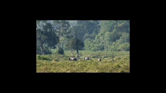 100% indonesia(flora dan Fauna) смотреть онлайн