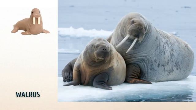 Animals From Kinder NATOONS ANIMAL PLANET In REAL LIFE