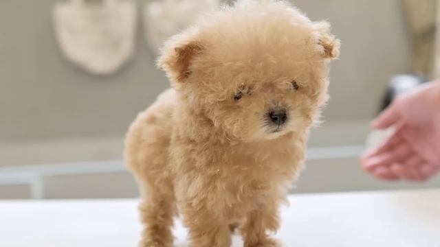 Очень маленький щенок, впервые проводящий груминг в возрасте 3 месяцев