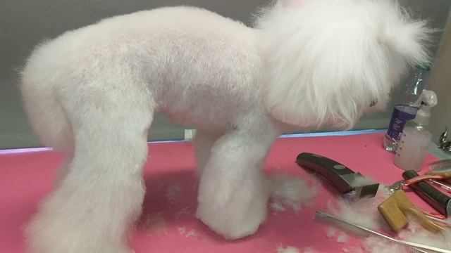 Poodle Asian style makeover смотреть онлайн
