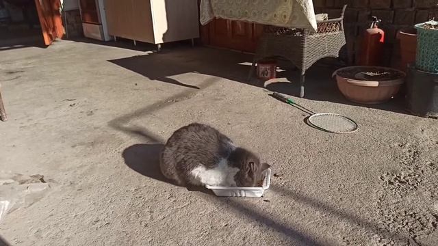 Лакомство для котов/Подарок от Серого/ смотреть онлайн