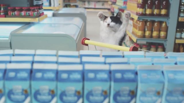 Самая крутая реклама в мире "Netto Katzen" смотреть онлайн