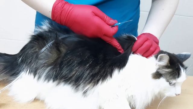 Как сделать подкожную капельницу животному в домашних условиях смотреть онлайн