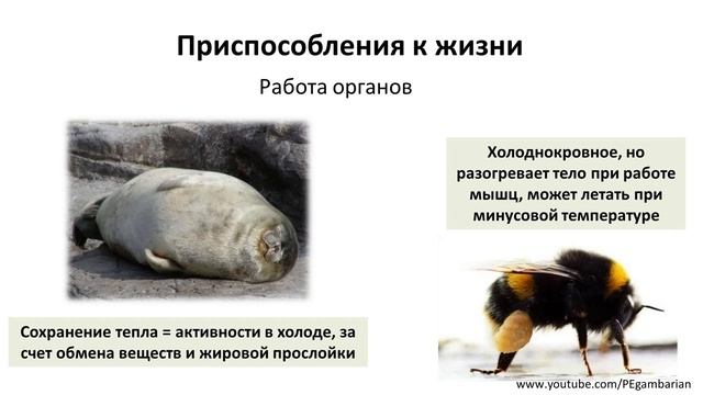 14. Приспособления и сообщества (5 класс) - введение в Биологию смотреть онлайн