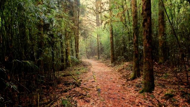 Short trek at Barsey Rhododendron Sanctuary with family and friends. March 2018. смотреть онлайн