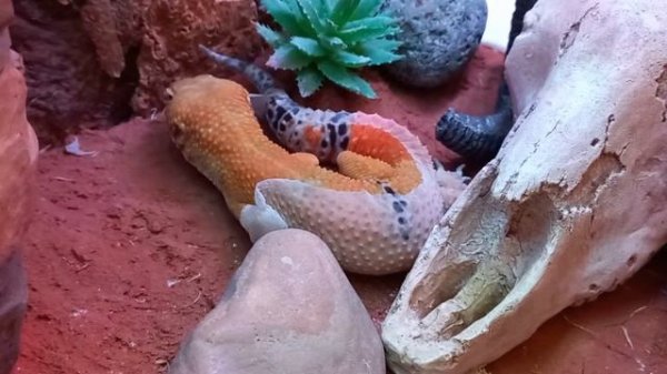 Геккон эублефар линяет