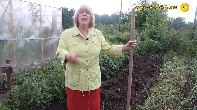 Уходные работы за огурцами и кабачками. Что делать в конце июля? смотреть онлайн