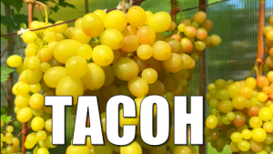 Виноград. Сорт ТАСОН. Полное описание и рекомендации по выращиванию / Описание сортов винограда