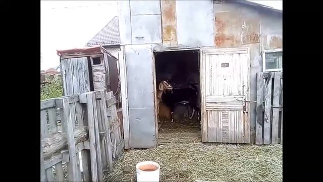 Ежедневник. День 136-й.(18+)Козьи свадьбы 2021 год. Начало. смотреть онлайн