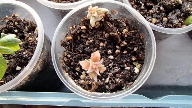 Achimenes 'Alter Ego' - Variegated leaves!!! Spontaneous variegation!!! смотреть онлайн