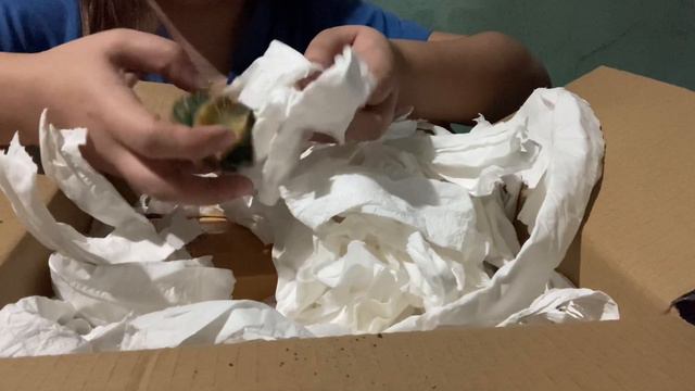 Plant Mail🤸♂️|New Collection of Variegated Gymnos and Daydream|Plant Culture Ph🫶 смотреть онлайн