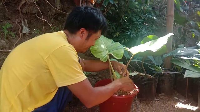 magtanim tayo ng jungle fever philodendron смотреть онлайн