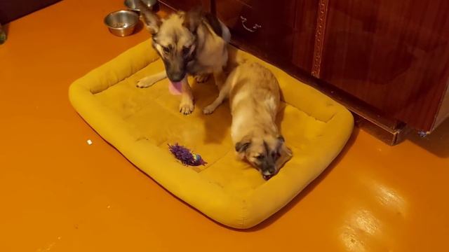 Кто-то едет в Германию | Как чувствует себя Мила | Что же случилось по дороге домой😡 смотреть онлайн