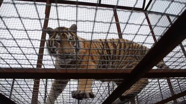 Тигрица Скарлет ПРИНЯЛА  ЧУЖИХ ТИГРЯТ !!! Ура !!!