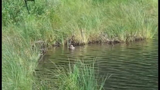 Утки в дикой природе смотреть онлайн