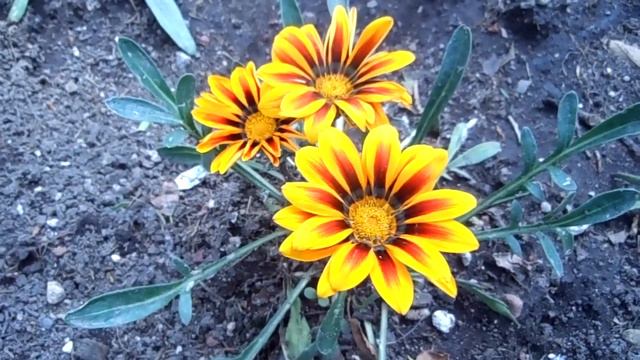 FLORES EN EL ASFALTO 4. Dormilona Margarita Africana Flor del Tesoro смотреть онлайн